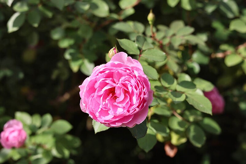 楼蘭(ロウラン)