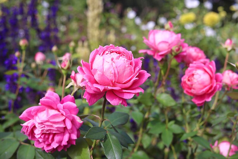 雨ニモマケズ・リバーシブル・ピンク