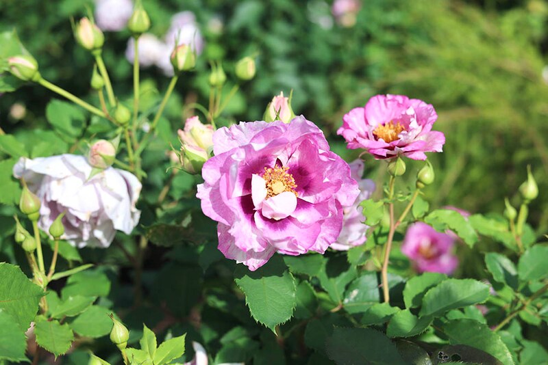 ‘アイズ・フォー・ユー’