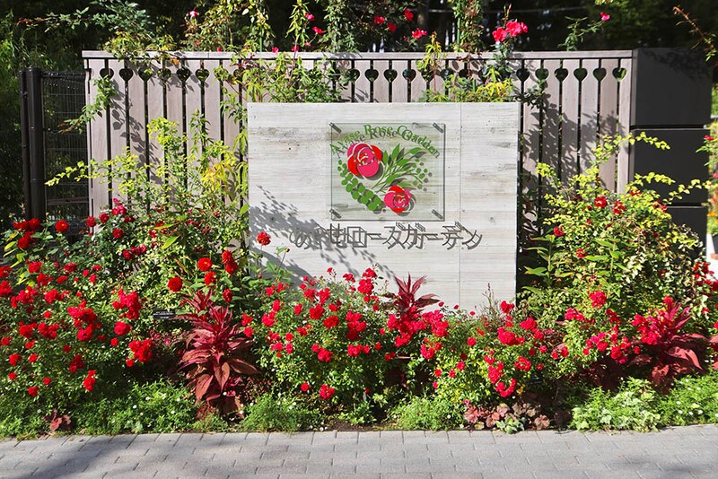 神奈川「あやせローズガーデン」の秋バラがすごい! プロが選ぶ「丈夫でよく咲くバラ」10選