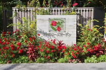 神奈川「あやせローズガーデン」の秋バラがすごい！ プロが選ぶ「丈夫でよく咲くバラ」10選