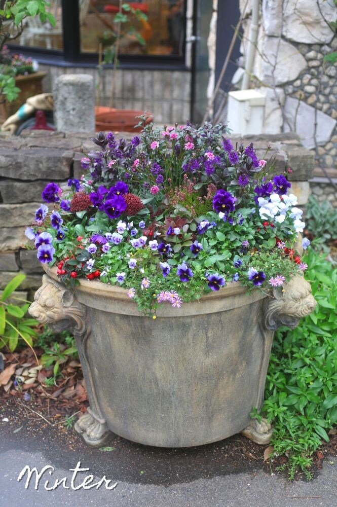 キンギョソウの寄せ植え