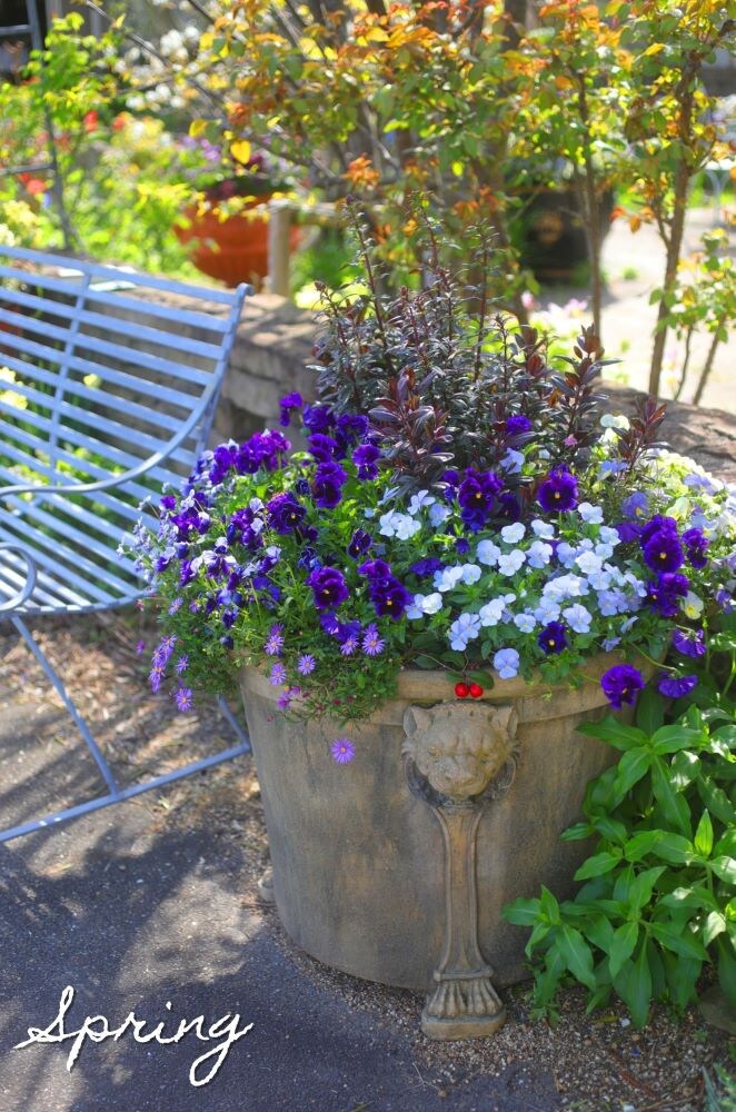 キンギョソウの寄せ植え