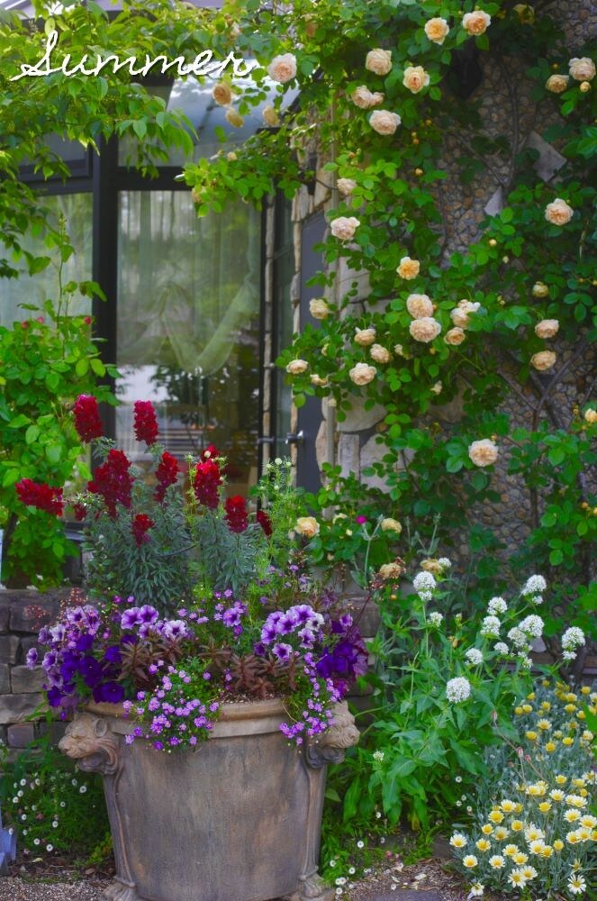 キンギョソウの寄せ植え