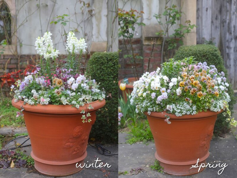 キンギョソウの寄せ植えの時間経過