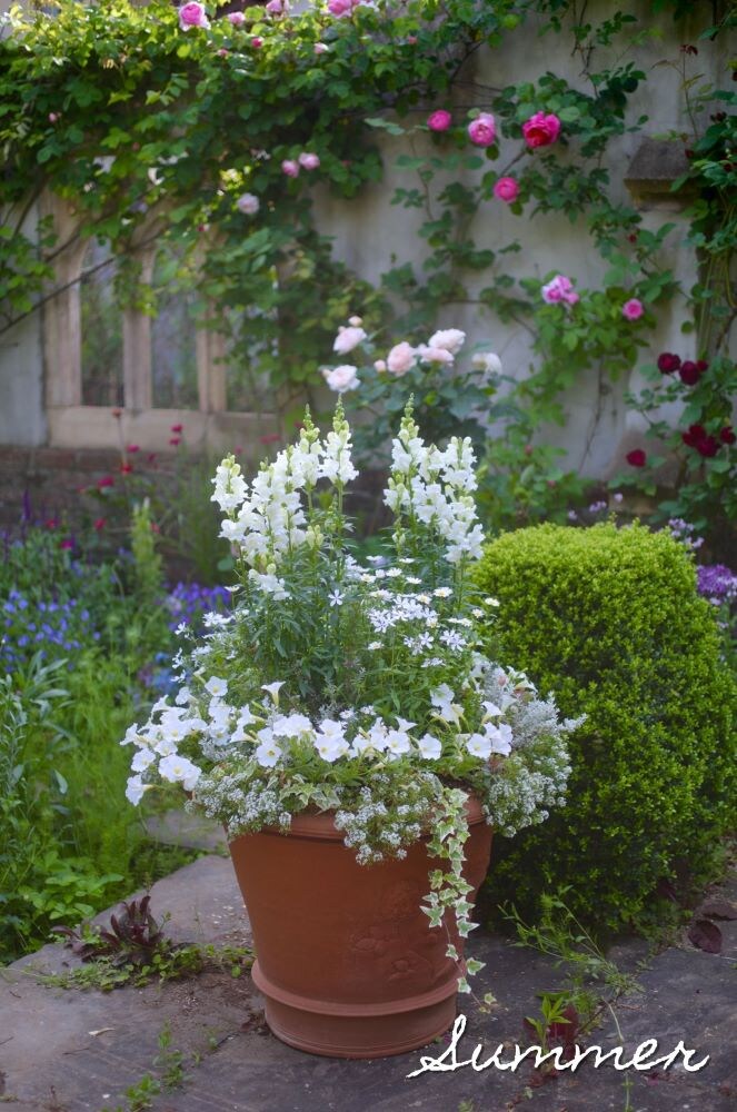 キンギョソウの寄せ植え