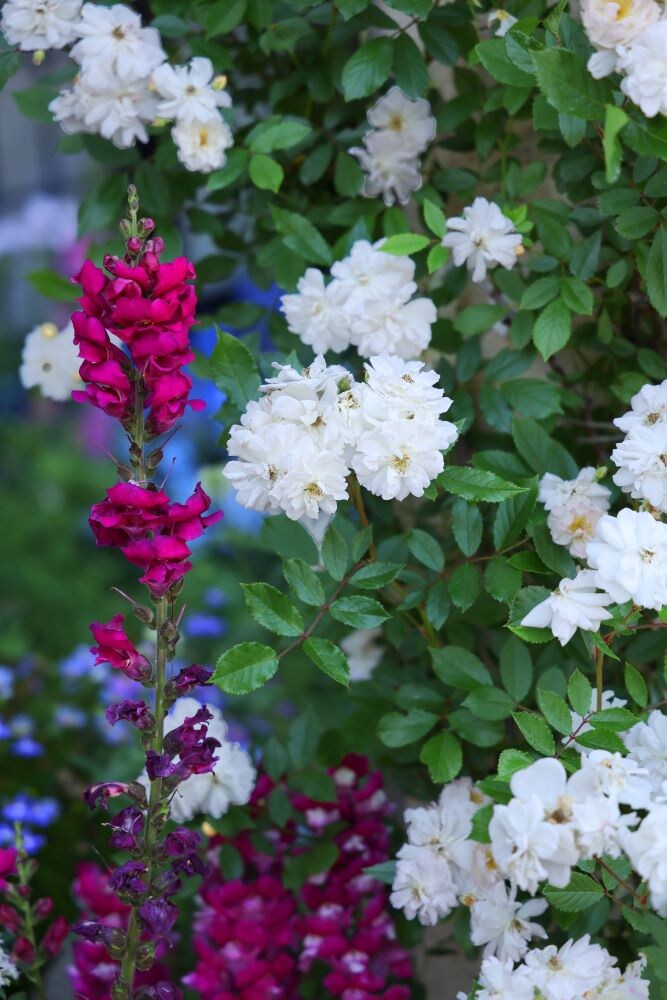 キンギョソウとバラ