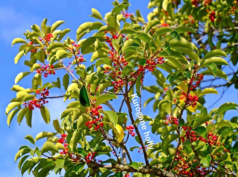金運アップの庭木⁉ 一年中青々とした姿が楽しめるクロガネモチの育て方と縁起がよいとされる理由