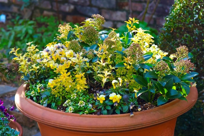 スキミアと黄金葉で「金の山」テラコッタ鉢