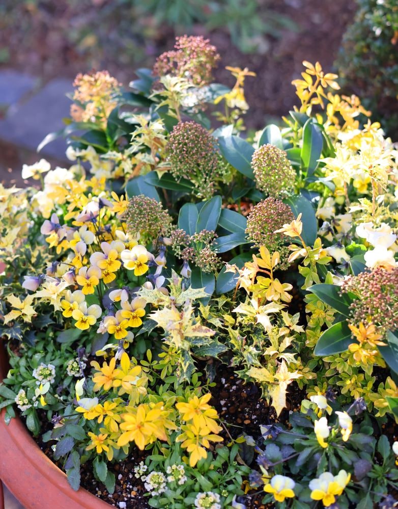 スキミアと黄金葉で「金の山」テラコッタ鉢