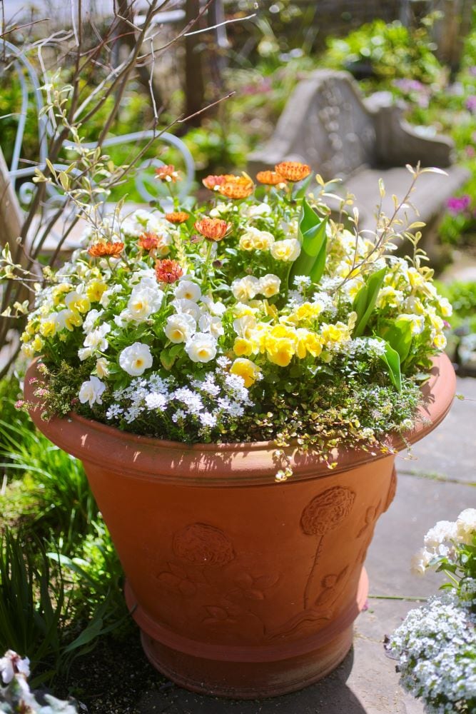 春までつながる“開運バトン”の大鉢寄せ植え