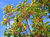 金運アップの庭木⁉ 一年中青々とした姿が楽しめるクロガネモチの育て方と縁起がよいとされる理由