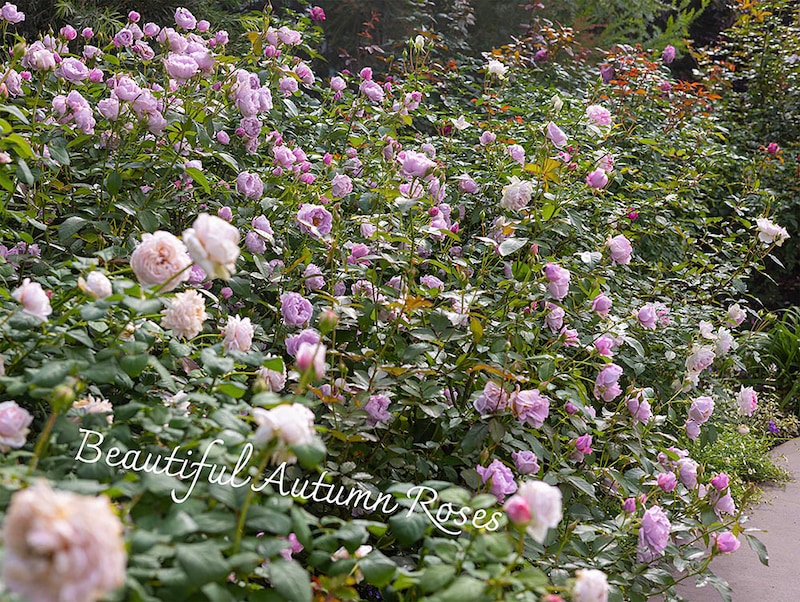あやせローズガーデンの秋バラ
