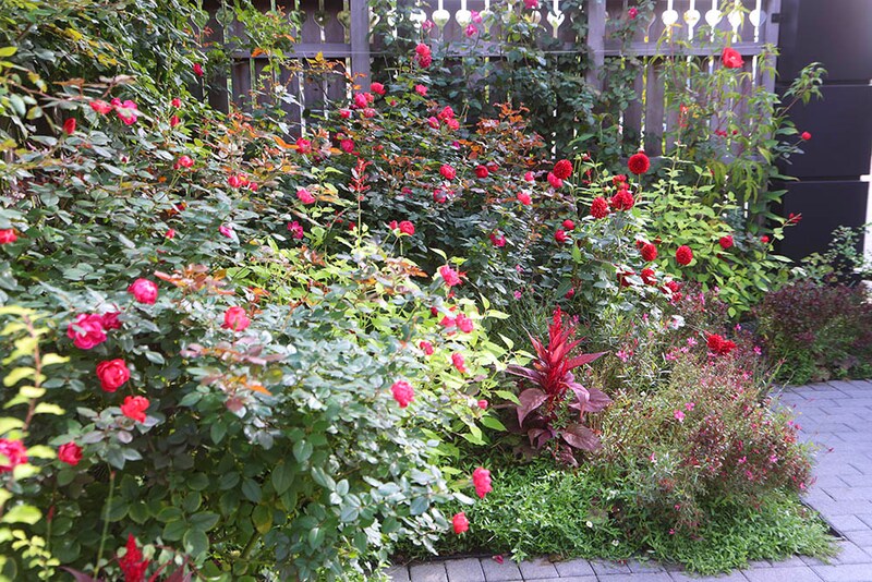 秋バラ‘チェリー・スプラッシュ’