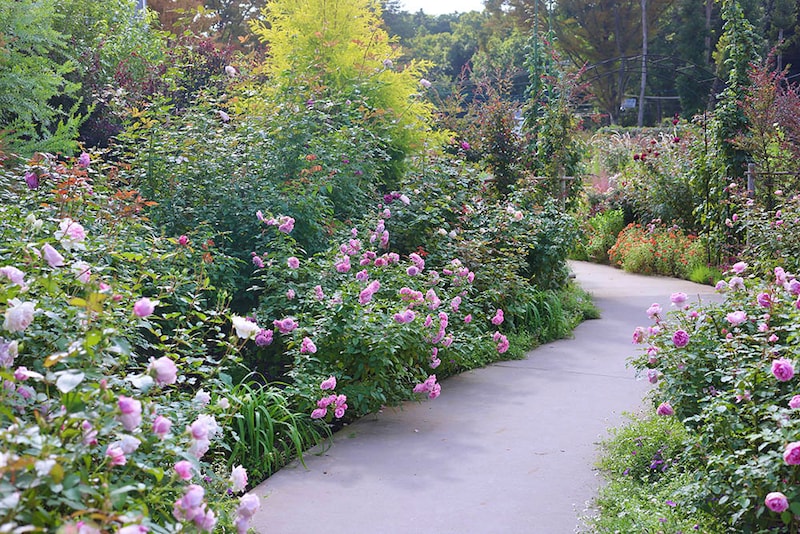 「あやせローズガーデン」