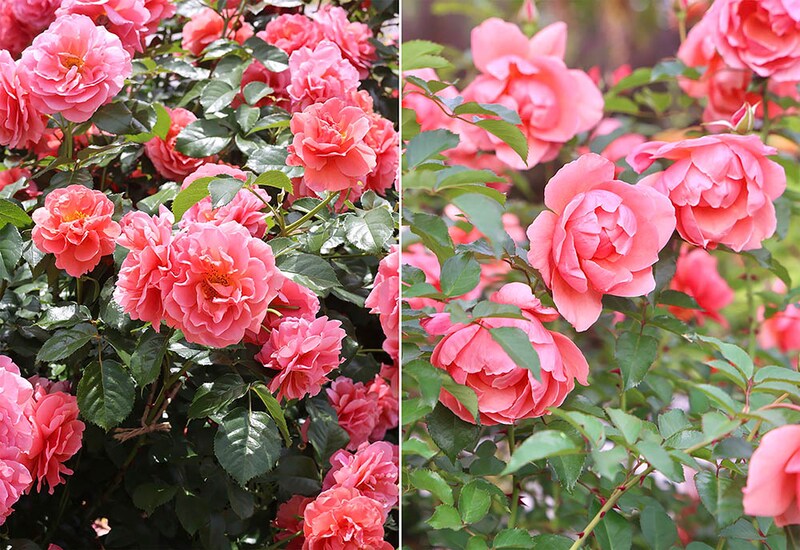 春と秋の‘ル・デパール・ド・アヤセ’