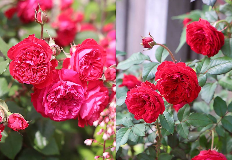 春と秋のバラ‘マイローズ’