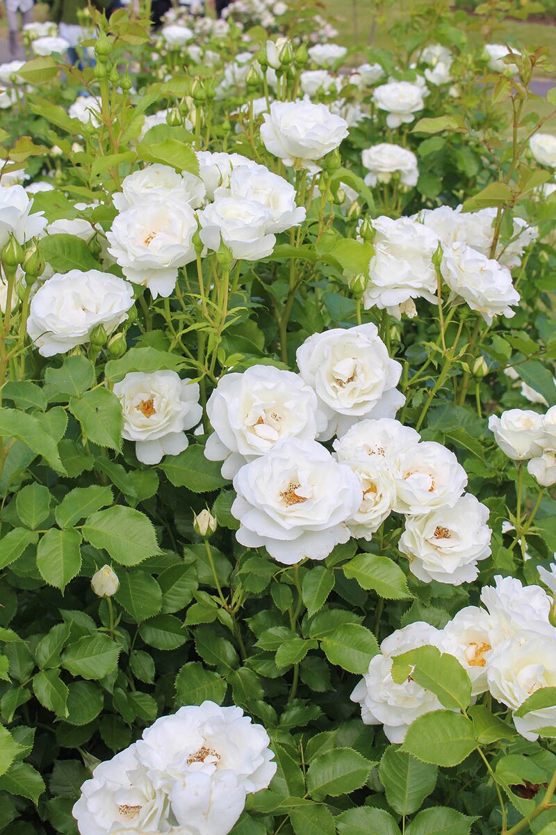 春に咲く‘グラシアール’