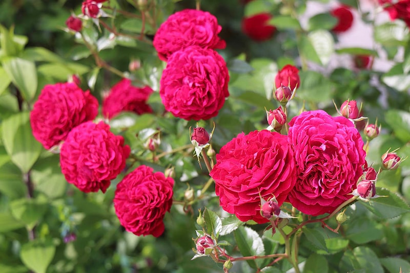 ディープ・ボルドー