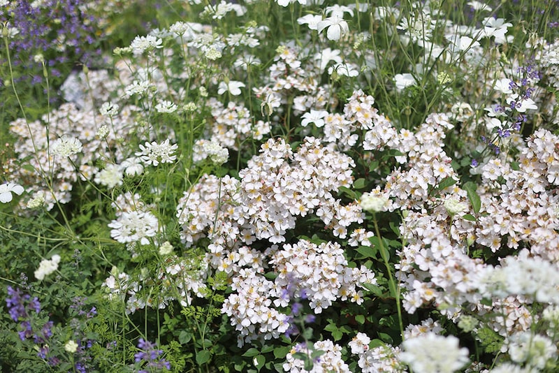 春に咲く‘ニューサ’