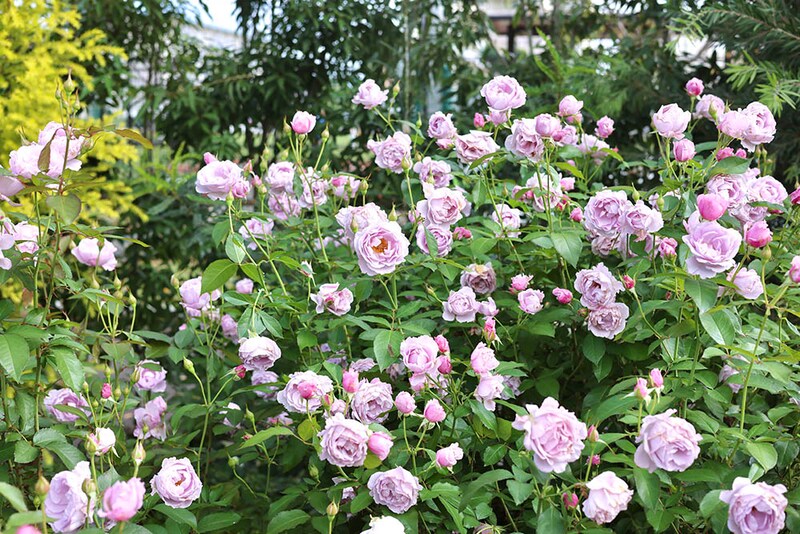 秋に咲く‘サマルカンド’
