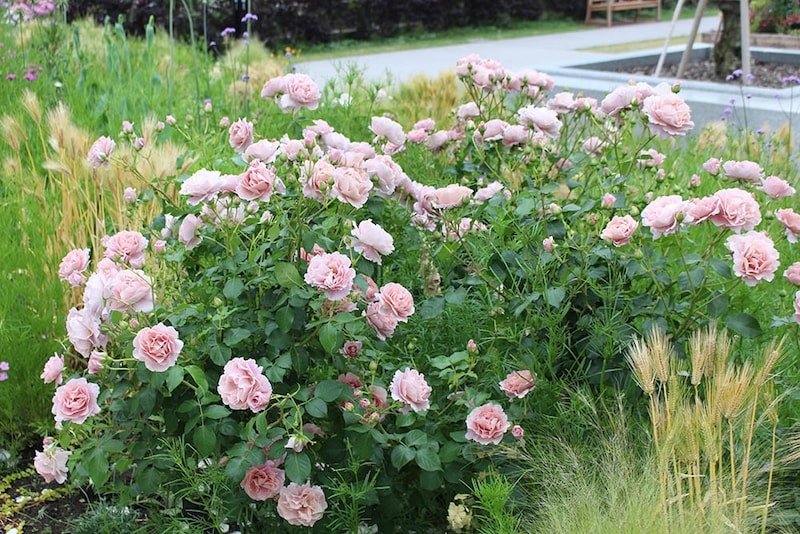 春に咲く‘くるみ’