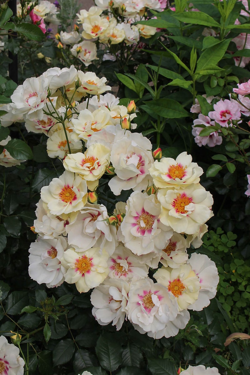 ステラ・ルーチェ