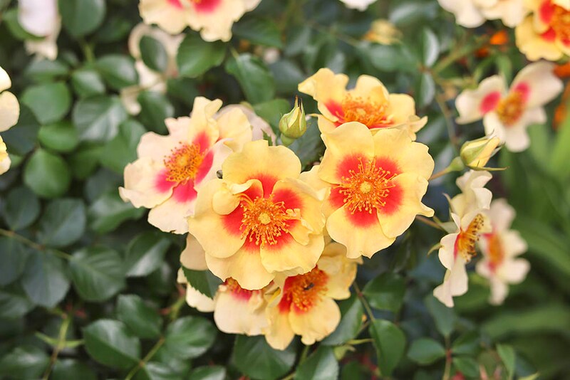 タイガー・アイズ