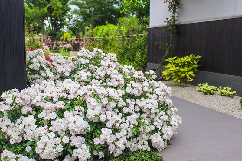 春に咲く‘紫陽’