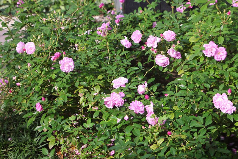 秋に咲く‘紫陽’