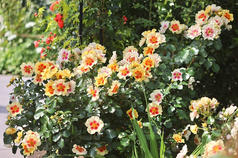 春に咲く‘タイガー・アイズ’