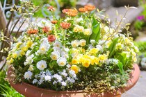 玄関に置くだけで気分も運気もアップ！ 黄色が主役の「金運カラー寄せ植え」レシピ5選