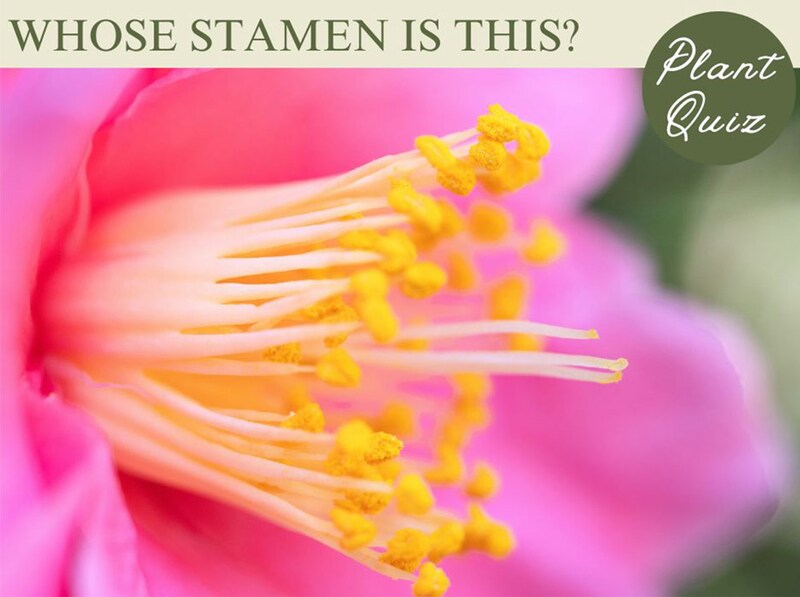 童謡にも登場する秋冬の花!…この雄しべ、何の花?【Let’s Challenge! 植物クイズ】