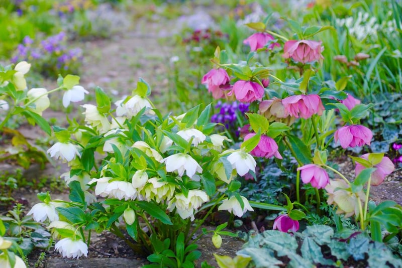 クリスマスローズ