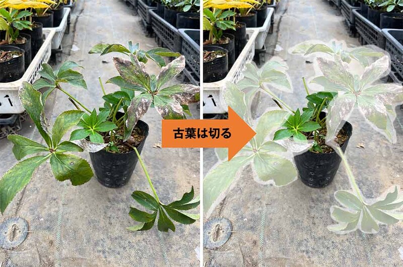 クリスマスローズの古葉取り