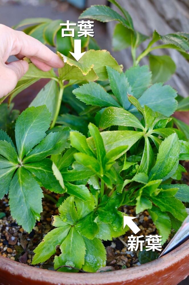 クリスマスローズの古葉