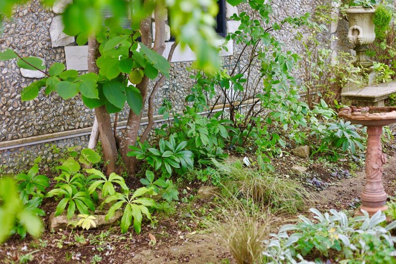 夏のクリスマスローズ