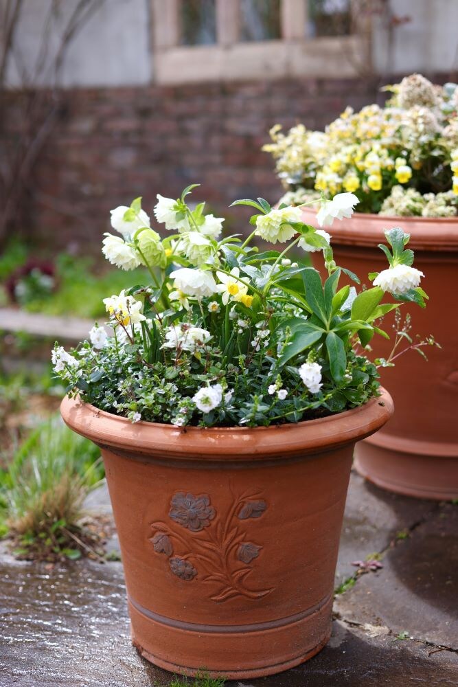 クリスマスローズ‘プリマドレス’の寄せ植え