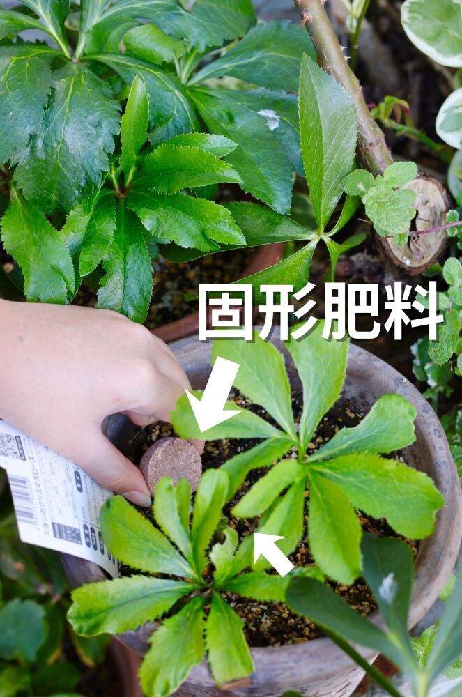 クリスマスローズの施肥