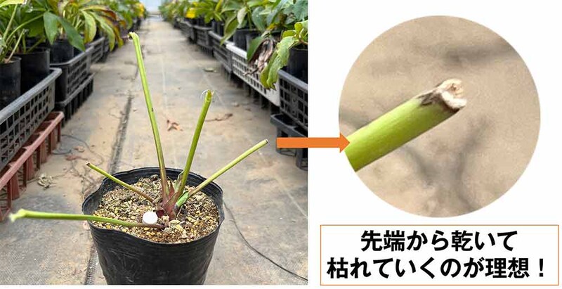 クリスマスローズの古葉取り