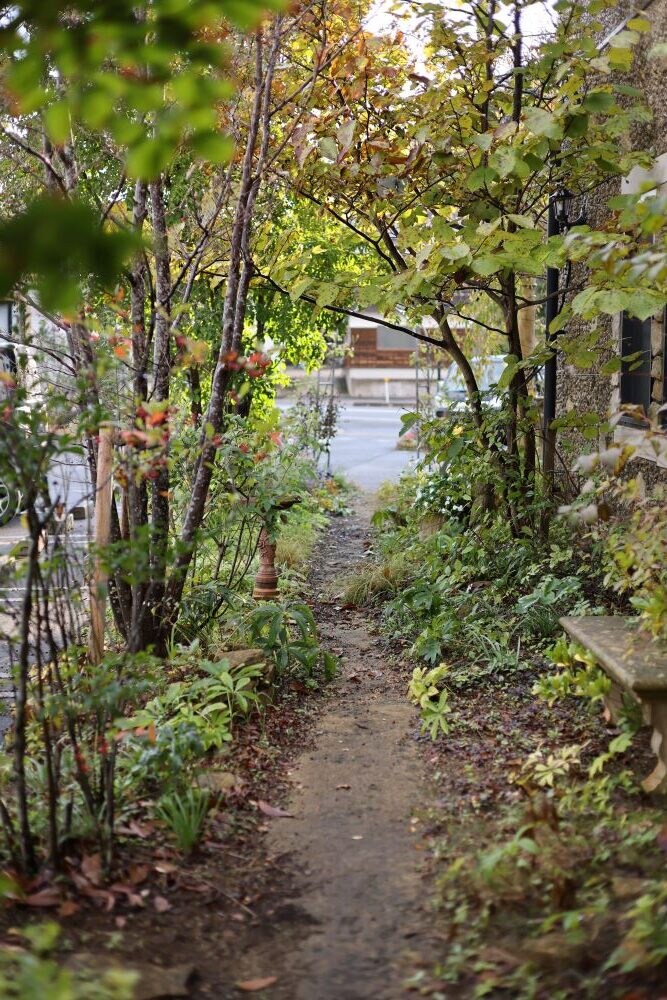 落ち葉でマルチング