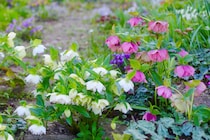 【プロに学ぶ！】冬に差がつくクリスマスローズの育て方｜11〜12月の「古葉取り」と「施肥」で春の開花が決まる！