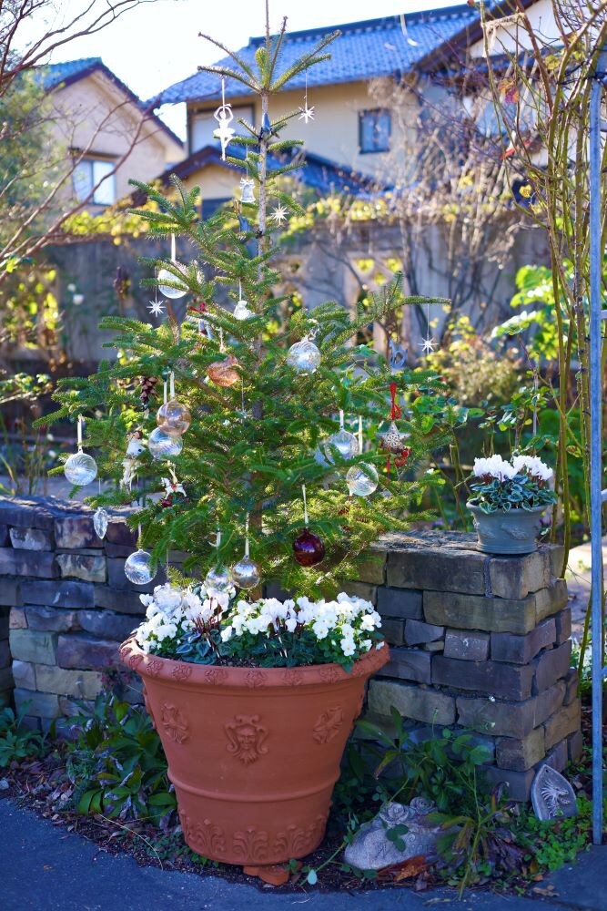鉢植えクリスマスツリー