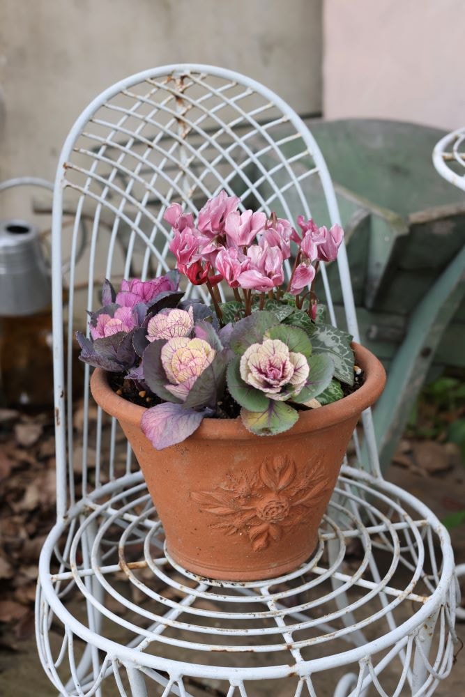 クリスマスの鉢植え