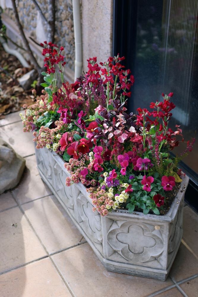 クリスマスの鉢植えガーデン