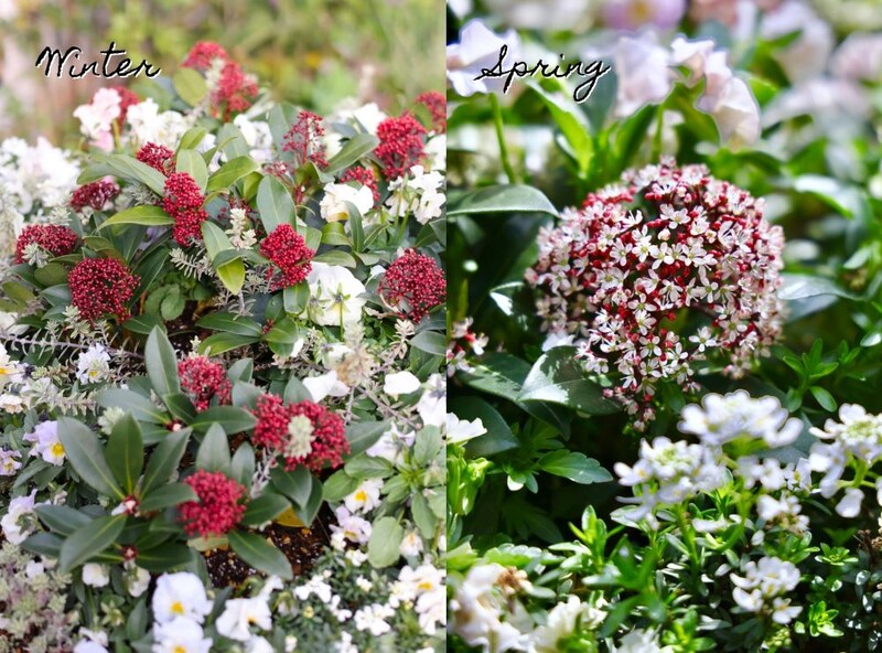 スキミアのつぼみと花