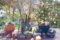 ベランダでも玄関先でもOK！ 鉢植えだけで作る大人かわいいクリスマスガーデン実例5選