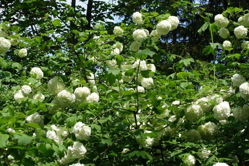 セイヨウテマリカンボク