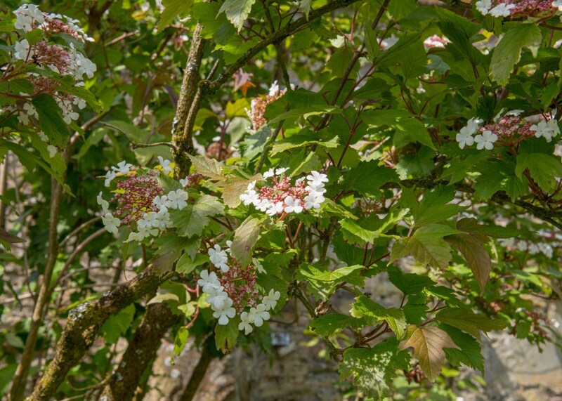 カンボク‘オノンダガ’