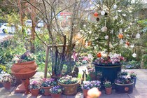 ベランダでも玄関先でもOK！ 鉢植えだけで作る大人かわいいクリスマスガーデン実例5選